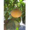 Grepovník , citrus paradisi 250 cm