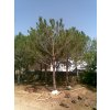 Pinus pinea, borovice pinea, původ rostliny Španělsko.