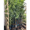 Mandarinka oronules 100cm