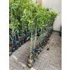 Limetka Bearss 125 cm