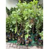Limetka Bearss 110 cm
