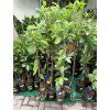 Limetka Bearss 125 cm
