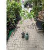 Limetka Bearss 125 cm