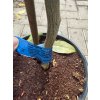 Grepovník star ruby 90 cm