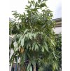Ficus Amstel King 300 cm