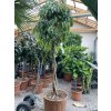 Ficus Amstel King 250 cm