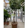 Ficus Amstel King 300 cm