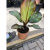 Musa Maurellii 40 cm