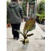 Musa Maurellii 40 cm