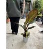 Musa Maurellii 40 cm