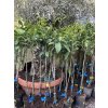 Mandarinka Orogros 90 cm