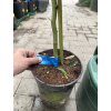 Mandarinka Orogros 90 cm