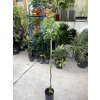 Avocado 140 cm
