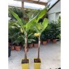 banánovník, musa acuminata. 160 cm