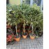 Olea europea - Olivovník. 140 cm