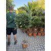 Olea europea - Olivovník. 140 cm