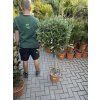 Olea europea - Olivovník. 140 cm