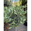 Olea europea - Olivovník. 140 cm