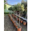 Olea europea - Olivovník. 140 cm