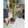 Dypsis decaryi, 110 cm