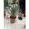 Yucca Filifera,  50 cm