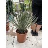 Yucca Filifera,  50 cm