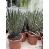 Yucca Filifera,  50 cm