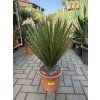 Yucca Filifera,  50 cm