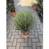 Yucca Filifera,  50 cm