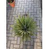 Yucca Filifera,  50 cm