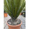 Yucca Filifera,  50 cm
