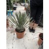 Yucca Filifera,  50 cm