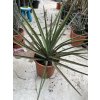 Yucca Bacata 50 cm