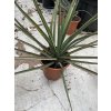 Yucca Bacata 50 cm