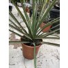Yucca Bacata 50 cm