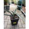 Yucca Bacata 40 cm