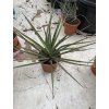Yucca Bacata 50 cm