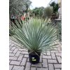 YUCCA ROSTRATA -20°C  Výška rostliny 40 cm.