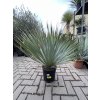 YUCCA ROSTRATA -20°C  Výška rostliny 40 cm.