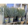 YUCCA ROSTRATA -20°C  Výška rostliny 40 cm.
