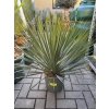 YUCCA ROSTRATA -20°C  Výška rostliny 40 cm.