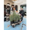 YUCCA ROSTRATA -20°C  Výška rostliny 40 cm.