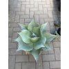 Agave Ovatifolia. 35cm