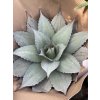 Agave Ovatifolia. 50cm