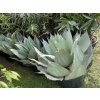 Agave Ovatifolia. 50cm