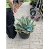 Agave Ovatifolia. 50cm