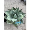 Agave Ovatifolia. 35cm