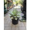 Agave Ovatifolia. 35cm