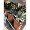 Agave Havardiana -15°C