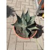 Agave Havardiana -15°C